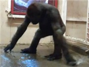 Bóng đá anh, ngoại hạng anh, lịch thi đấu euro 2012, Khỉ đột nhảy breakdance trở thành “sao” online